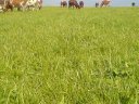 dsc00600.jpg